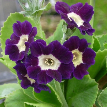 Primula auricula 'Blue Velvet' 