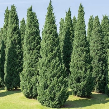 Juniperus virginiana 'Brodie' 