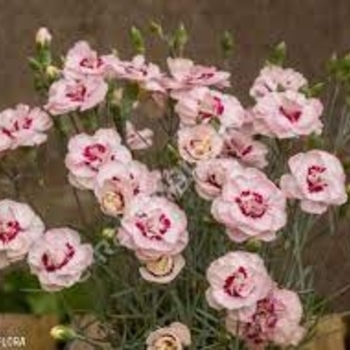 Dianthus 'Angel of Virtue' 