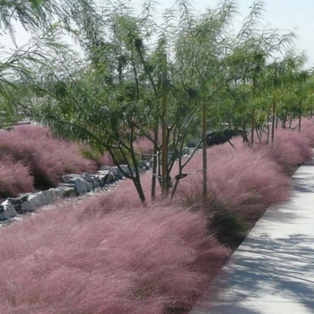 Muhlenbergia capillaris 'Lenca' 