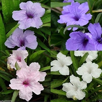 Ruellia 'Multiple Varieties' 