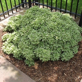 Pittosporum tenuifolium 'Variegatum' 