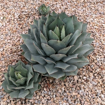 Agave potatorum 'Kichiokan Marginata' 