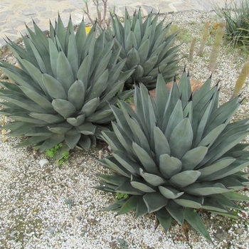 Agave 'Sharkskin' 