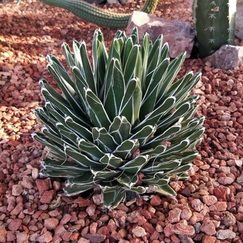 Agave ferdinandi-Regis