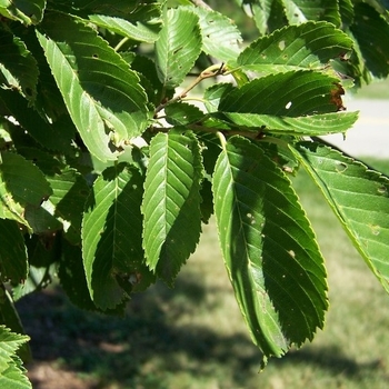 Ulmus davidiana 'Choice City' 