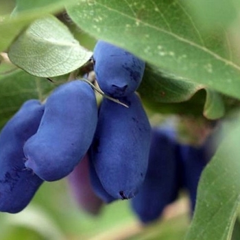 Lonicera 'Indigo Gem' 