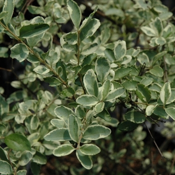 Ligustrum sinense