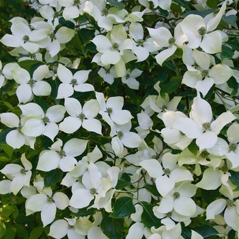 Cornus kousa 'National' 