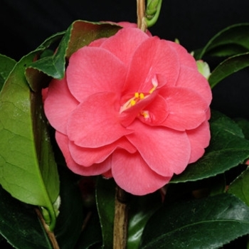 Camellia japonica 'Flame' 