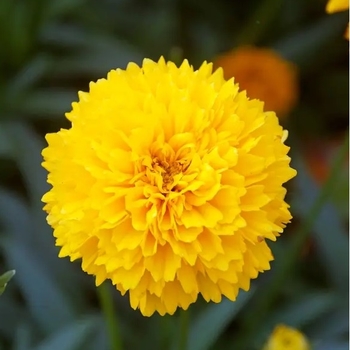 Coreopsis grandiflora 'MoonSwirl' 