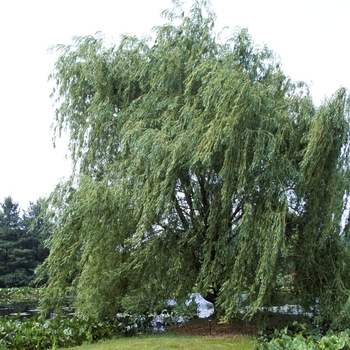 Salix alba 'Niobe' 