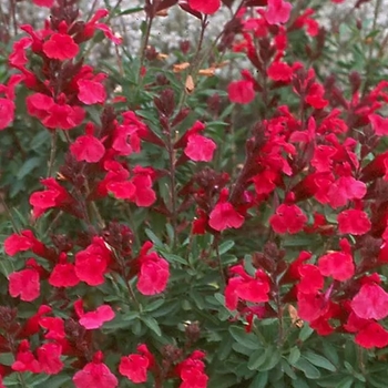 Salvia greggii 'Wild Thing' 