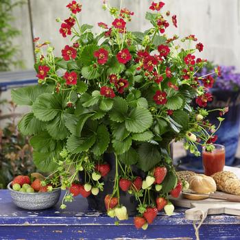 Fragaria x ananassa Berri Basket™ 'Ruby Ann'