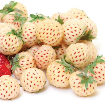 Fragaria 'Pineberry' 