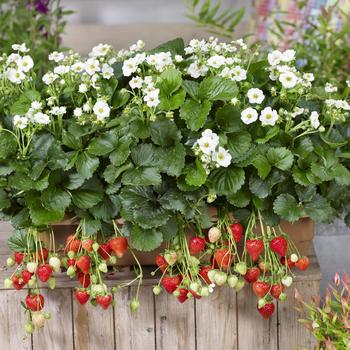 Fragaria ananassa Summer Breeze 'Snow'