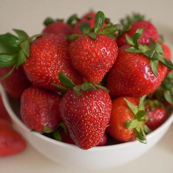 Fragaria x ananassa 'Sequoia' 