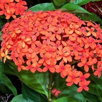 Ixora coccinea 'Maui' 