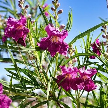 Chilopsis linearis 'Sweet Bubba' 