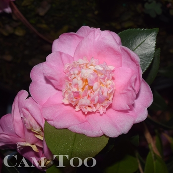 Camellia 'Autumn Pink Icicle' 
