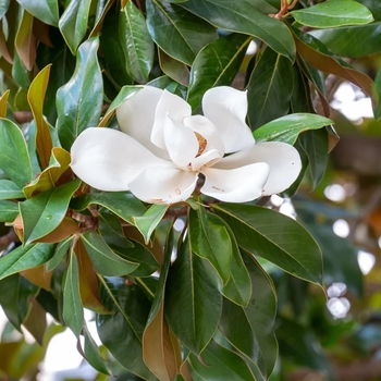Magnolia grandiflora 'D.D. Blanchard' 