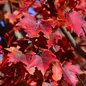 Acer rubrum 'Florida Flame' 