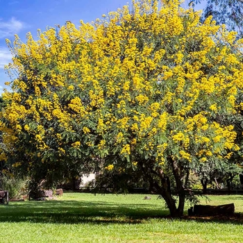 Cassia (Senna) polyphylla
