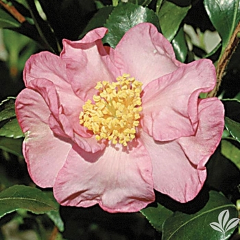 Camellia sasanqua 'Cleopatra' 