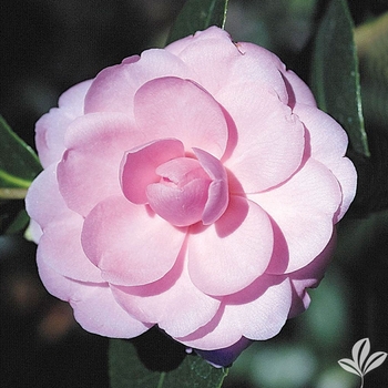 Camellia japonica 'In the Pink' 