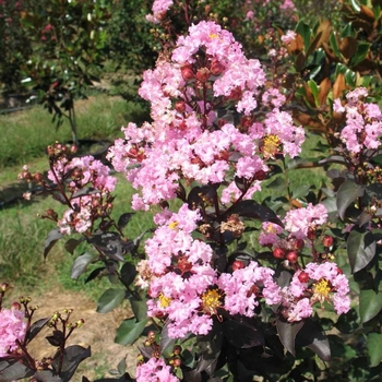 Lagerstroemia indica 'Whit VIII' PP16616