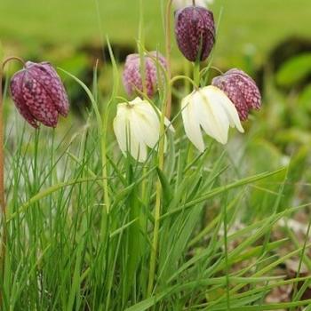 Fritillaria meleagris