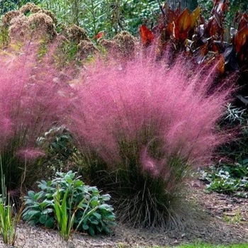 Muhlenbergia capillaris 'Pink Cloud' 