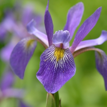 Iris versicolor 'Purple Flame' 