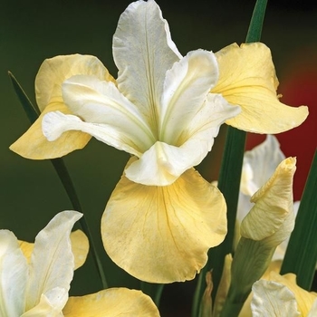 Iris sibirica 'Butter and Sugar' 