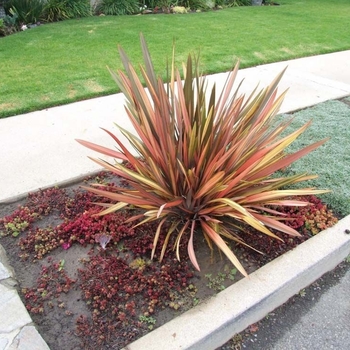 Phormium 'Rainbow Warrior' 