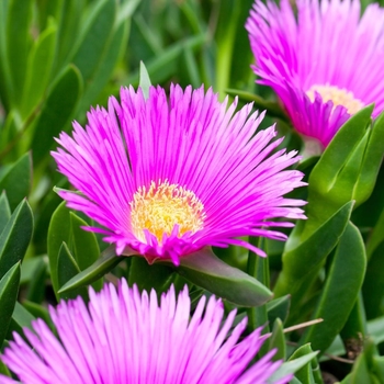 Delosperma 'Multiple Varieties' 