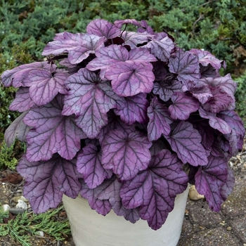 Heuchera 'Pink Panther' PPAF