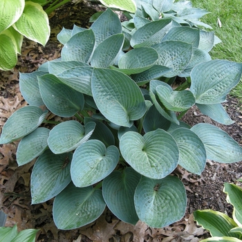 Hosta 'Blue Vision' 