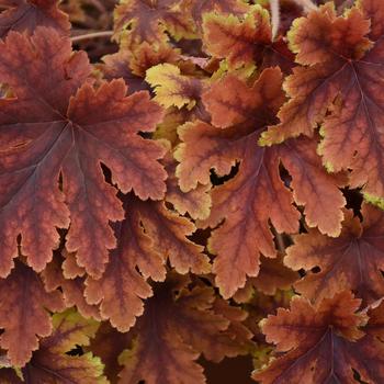 Heucherella 'Copper King'