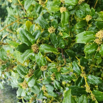 Ilex x meserveae 'Mesdob' 