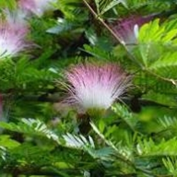 Calliandra surinamensis