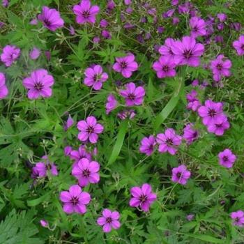 Geranium 'Patricia'