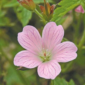 Geranium endressii 'Wargrave Pink'