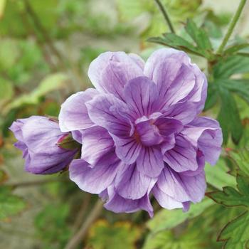 Geranium himalayense 'Plenum'