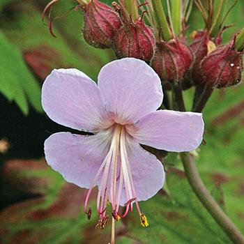 Geranium macrorrhizum 'Ingwersen's Variety'