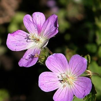 Geranium maculatum 