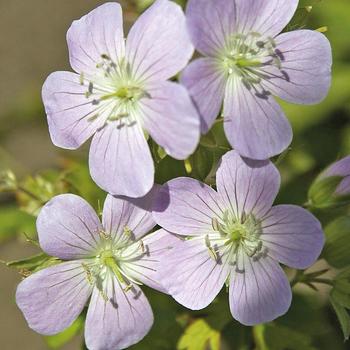 Geranium maculatum 'Chatto' 