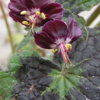 Geranium phaeum 'Samabor' 