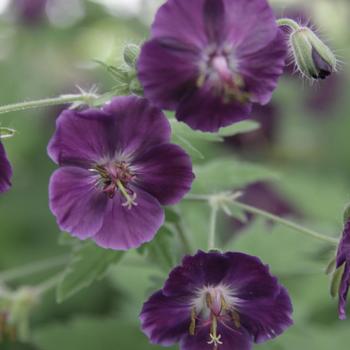 Geranium phaeum 'Raven' 