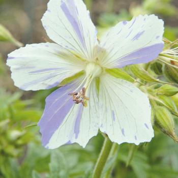 Geranium pratense 'Splish Splash'